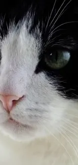 Close-up of a black and white cat face with green eyes.