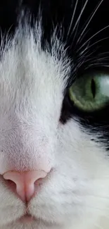 Close-up of a cat's face with green eye and detailed fur pattern.