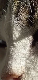 Close-up of a cat's face showcasing detailed fur and serene expression.