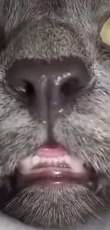 Close-up of a cat face with yellow eyes and detailed fur texture.