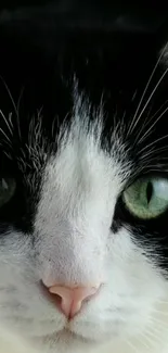 Close-up of a black and white cat face with green eyes and pink nose.