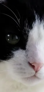 Close-up of a black and white cat with striking green eyes.