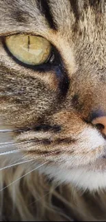 Close-up of a cat's face with striking eyes and detailed fur on a mobile wallpaper.