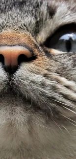 Close-up image of a cat's face with detailed whiskers and nose.