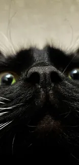 Close-up of a black cat's face with bright green eyes.