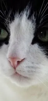 Close-up of a black and white cat's face with striking eyes.