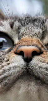 Close-up of a cat's nose and whiskers with detailed fur textures.