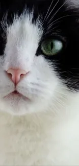 Close-up of black and white cat with green eyes.