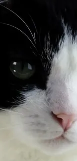 Close-up portrait of a black and white cat with green eyes.