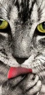 Close-up image of a cat with striking green eyes and pink tongue.