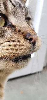 Close-up of a cat's face with vibrant eyes and detailed whiskers.