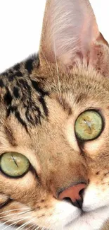 A vibrant close-up of a cat's face with striking eyes and detailed fur.