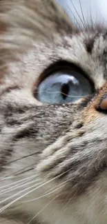 Close-up of cat face with blue eyes and whiskers in focus, perfect for mobile wallpaper.