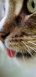 Close-up of a cat's face showing eyes and whiskers in detail.