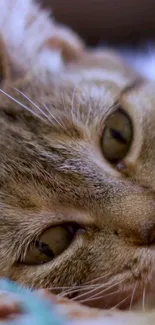 Close-up shot of a cat lying down with a soft brown background.