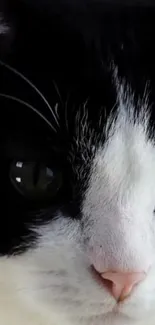 Close-up of a black and white cat's face, showing its eyes and nose.