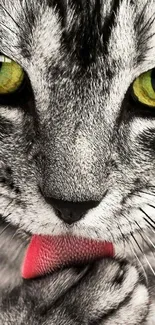 Gray cat with green eyes licking its paw, close-up mobile wallpaper.