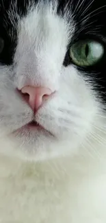 Close-up of a cat with green eyes and a pink nose.