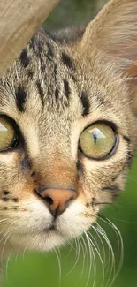 Close-up of a cat with striking green eyes and detailed whiskers.