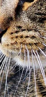 Close-up of a cat's face with detailed whiskers in focus.