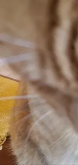 Close-up view of a cat's whiskers against a warm, golden brown background.