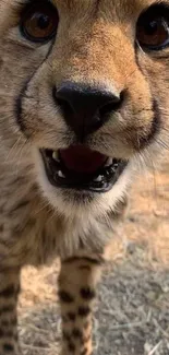 Close-up view of a curious cheetah looking directly at the camera in a natural setting.