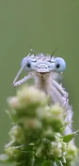 Macro shot of a dainty insect with a green backdrop.