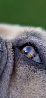 Close-up of a dog's eye reflecting nature.