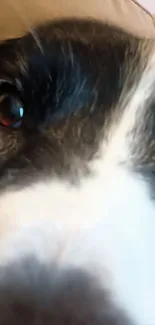 Close-up of a dog's face with expressive eyes and distinct markings.