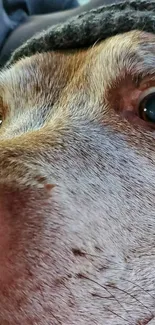 Close-up of a dog's face with expressive eyes.