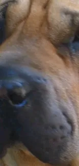 Close-up view of a dog's face with detailed fur texture.