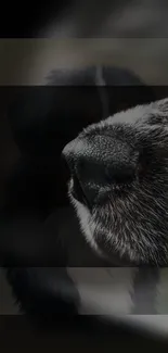 Intricate close-up of dog nose with textured detail.