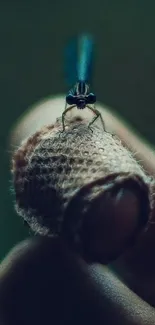 Close-up view of a dragonfly on a fingertip with dark cyan background.