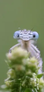 Close-up of dragonfly with blue eyes on a green leaf.