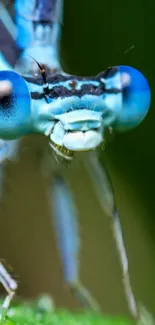 Macro shot of a dragonfly with striking blue eyes on a green background.