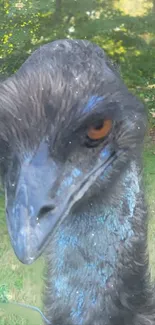 Close-up emu portrait in a lush green setting.