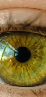 Close-up view of a green eye with intricate patterns.