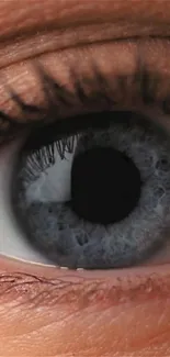 Close-up view of a blue-gray human eye with intricate details.