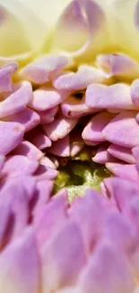 Macro shot of purple and yellow flower petals.