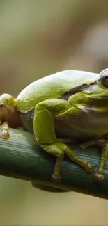 Close-up of a green frog sitting on a branch in nature.