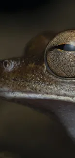 Close-up of a frog showcasing its eye and textured skin in earthy tones.