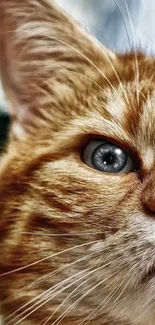 Close-up of a ginger cat's face with striking blue eyes.