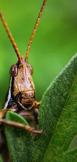 Close-up of grasshopper on green leaves background.