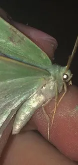 Close-up of a green moth on a hand.