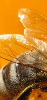 Close-up of a honeybee with wings on a bright orange background.