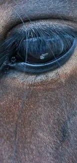 Close-up of a horse's eye with brown texture.