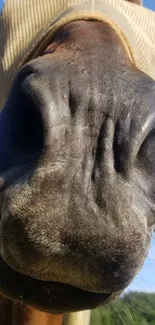 Close-up of a horse's nose against a clear blue sky.