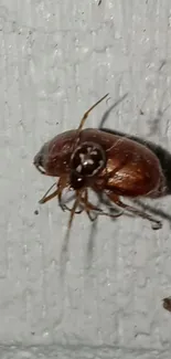 Close-up of a shiny brown insect on a textured white surface.