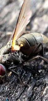 Close-up image of a fly resting on a wooden surface.