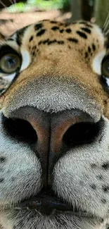 Close-up view of jaguar's face with intricate fur patterns.